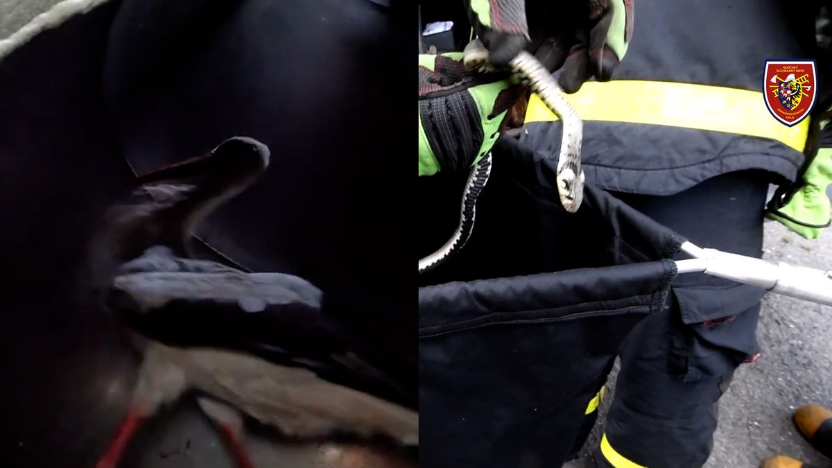 Hasiči zachraňovali čápa z komína a užovku z podvozku auta